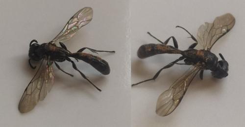 Trypoxylon sp.